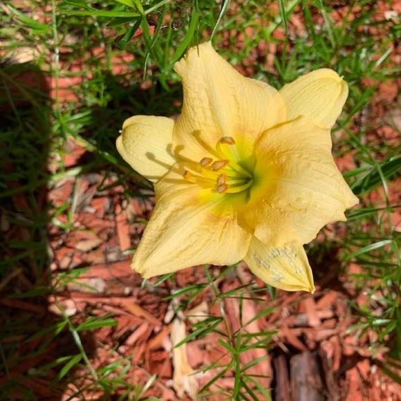 Meet your Posher, Marsha - Picture 1 of 1